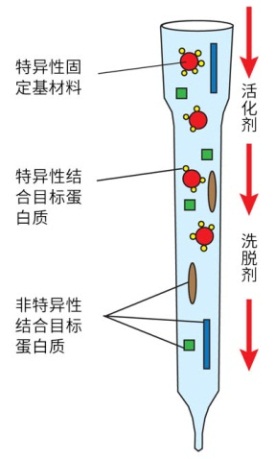 說(shuō)明: \\211.5.6.241\#market\#部門中轉(zhuǎn)\5-2018年郵件PDF版資料\2018年MDD供稿\2018MDD重點(diǎn)項(xiàng)目資料美化制作\1-百靈威蛋白質(zhì)親和層析系列產(chǎn)品\使用圖片.jpg